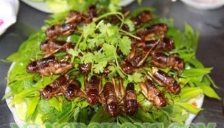 CÁCH LÀM MÓN DẾ CHIÊN BƠ THƠM LỪNG GIÒN RỤM NGON TUYỆT VỜI CÁCH LÀM MÓN DẾ CHIÊN BƠ THƠM LỪNG GIÒN RỤM NGON TUYỆT VỜI