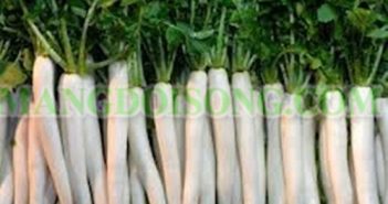 ĐẸP DA VỚI CỦ CẢI TRẮNG ĐẸP DA VỚI CỦ CẢI TRẮNG
