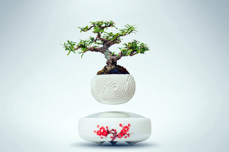 cay-bonsai-bay-2