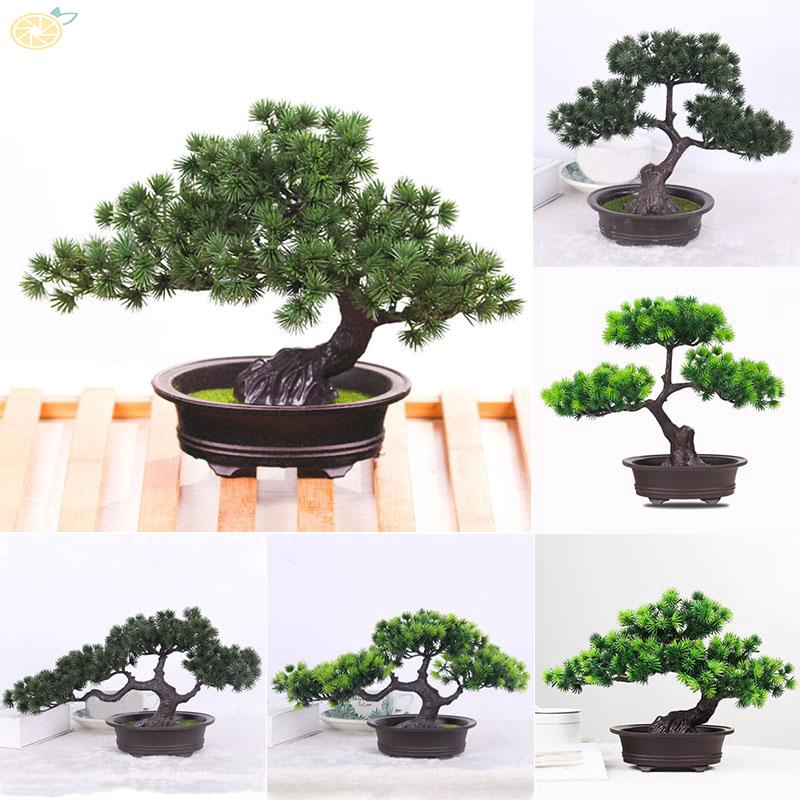 cay-bonsai-trong-trong-nha-1