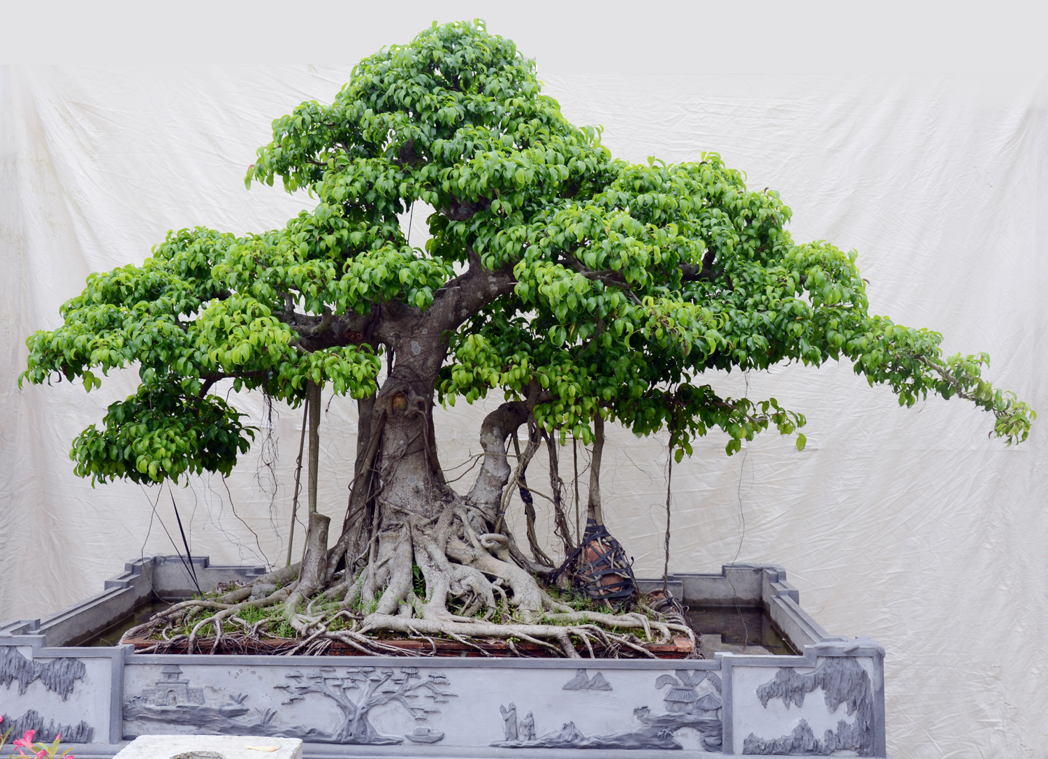 cay-bonsai-trong-trong-nha-4