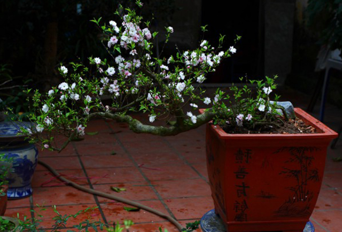 cay-bonsai-trong-trong-nha-6