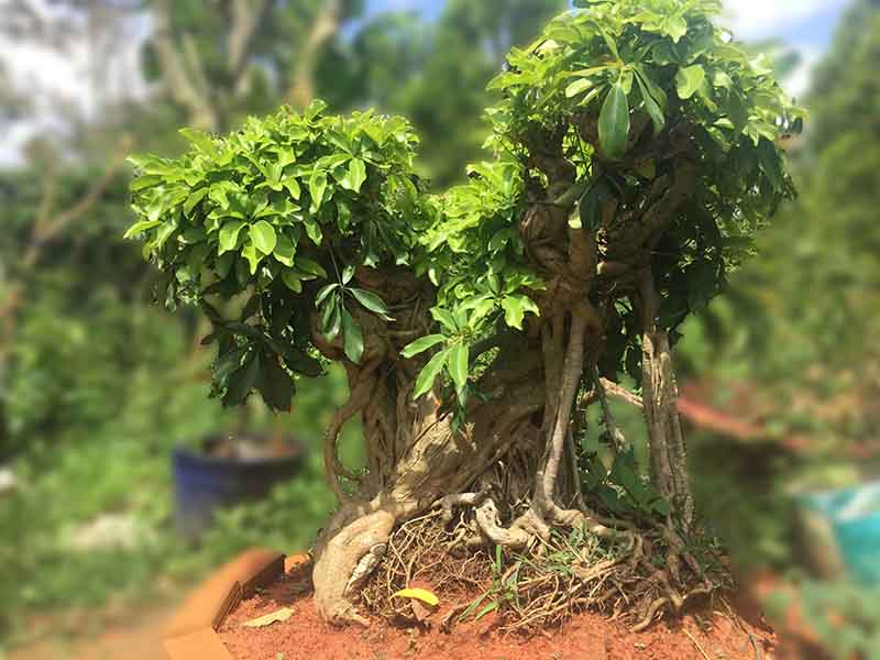 cay-bonsai-trong-trong-nha-7