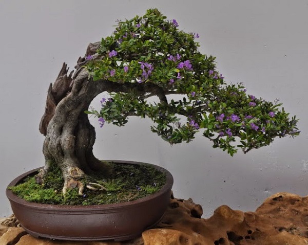 cay-bonsai-trong-trong-nha-8