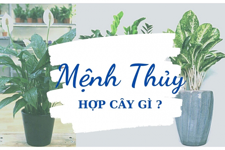 Top những cây hợp mệnh Thuỷ cho gia chủ nào chưa biết