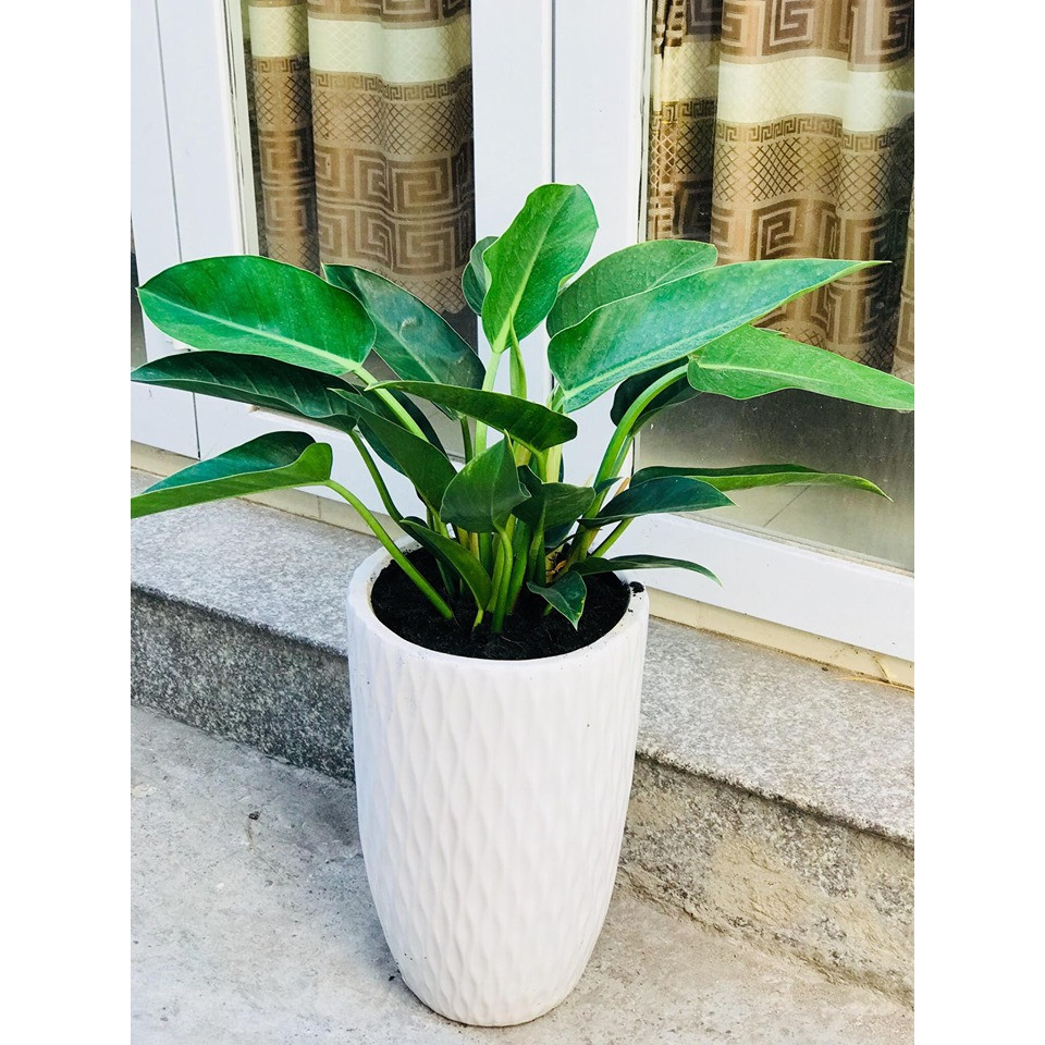Top những cây phong thủy hợp mệnh Kim chuẩn nhất 2020