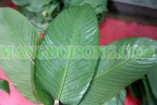 CÁCH GÓI BÁNH CHƯNG XANH THƠM NGON ĐẸP MẮT CHO NGÀY TẾT 1