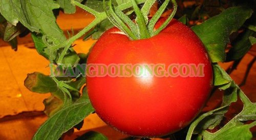 Bí quyết đơn giản để có làn da đẹp 2