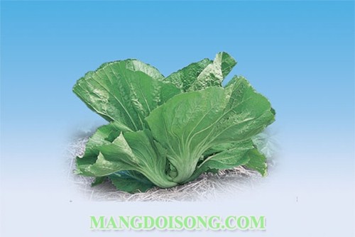 BÍ QUYẾT MUỐI CHUA CẢI CHO NGÀY TẾT THÊM NGON 1