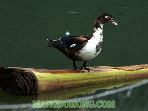 BÍ QUYẾT THƠM NGON CHO MÓN VỊT XIÊM NẤU CHAO 1