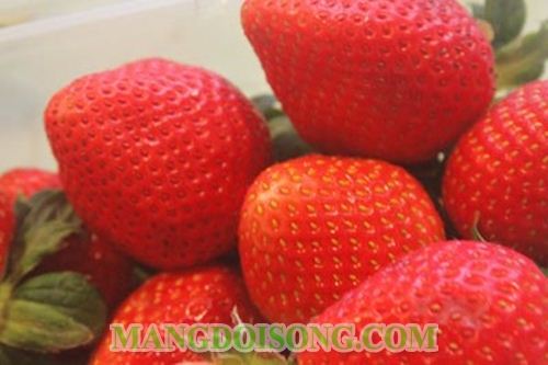CÁCH LÀM BÁNH ÔNG GIÀ NOEL QUẢ DÂU TÂY ĐẸP MẮT CHO GIÁNG SINH AN LÀNH