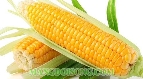 CÁCH LÀM BẮP XÀO MẮM RUỐC ĐẬM CHẤT MIỀN TRUNG CHO MÙA LẠNH 1