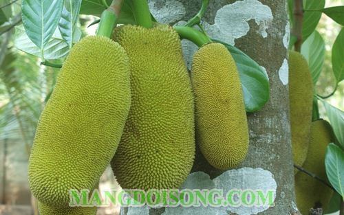 CÁCH LÀM CANH MÍT NON THƠM NGON CHO BỮA CƠM THÊM THÚ VỊ 1