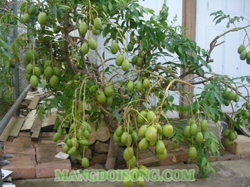 CÁCH LÀM CÓC MUỐI CHUA NGỌT KHAI VỊ CHO BỮA TIỆC RƯỢU 1