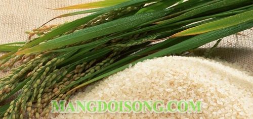CÁCH LÀM CƠM DỪA CHAY NGON ĐẸP MẮT CHO NGÀY ĐẦU NĂM 1