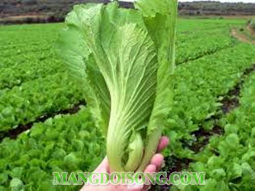 CÁCH LÀM DƯA CẢI NGON NHẤT QUẢ ĐẤT CHO NGÀY XUÂN 1