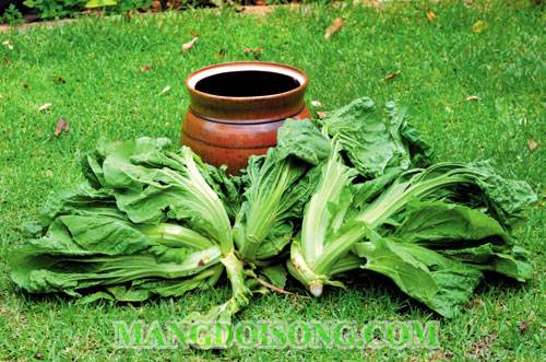 CÁCH LÀM DƯA CẢI NGON NHẤT QUẢ ĐẤT CHO NGÀY XUÂN 2