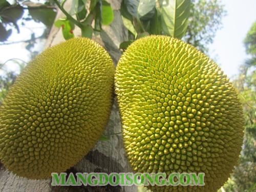 CÁCH LÀM GỎI MÍT CHUA CAY NGON CHO BỮA TIỆC CHAY 1