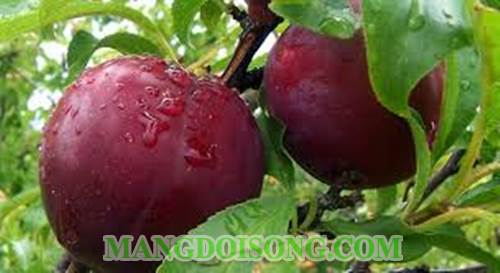 Cách làm mận nước đường bảo quản được lâu không bị hỏng 1