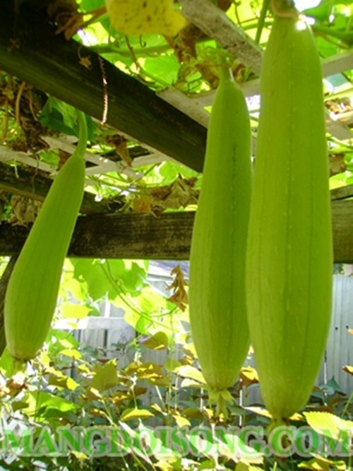 CÁCH LÀM MÓN CANH MƯỚP RAU ĐAY NGON NGỌT 1