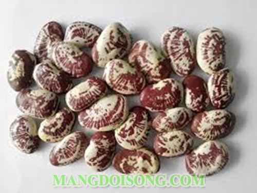 Cách làm món chay đậu ngự xào nấm bắp non 1