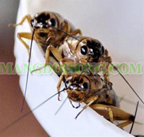 CÁCH LÀM MÓN DẾ CHIÊN BƠ THƠM LỪNG GIÒN RỤM NGON TUYỆT VỜI 1
