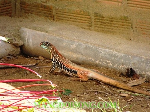 CÁCH LÀM MÓN DÔNG XÀO XẢ ỚT NGON TUYỆT CÚ MÈO 1
