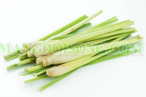 CÁCH LÀM MÓN ỐC LEN XÀO DỪA THƠM NGON BÉO NGẬY 2