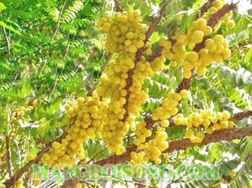 CÁCH LÀM MỨT CHÙM RUỘT CHUA NGỌT ĐỎ TƯƠI ĐẸP MẮT CHO NGÀY TẾT 1