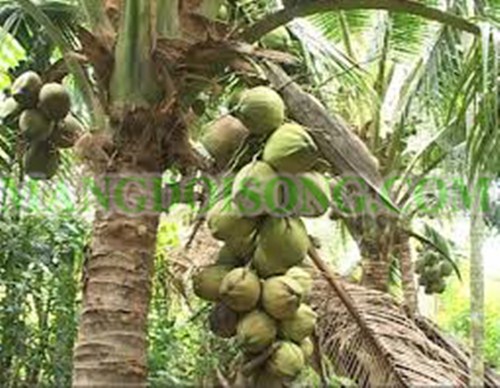 CÁCH LÀM MỨT DỪA LÁ DỨA THANH NGỌT XANH ĐẸP MẮT CHO NGÀY TẾT 1