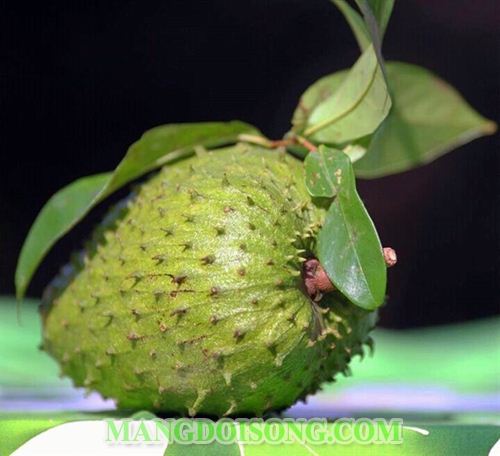 CÁCH LÀM MỨT MÃNG CẦU XIÊM DẺO NGỌT 1