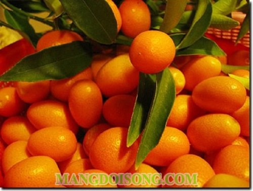 CÁCH LÀM MỨT TẮC NGON CHO DỊP TẾT NGUYÊN ĐÁN 1