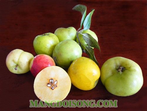 CÁCH LÀM MỨT TÁO MÈO ĐẶC SẢN SA PA NỔI TIẾNG GẦN XA 1