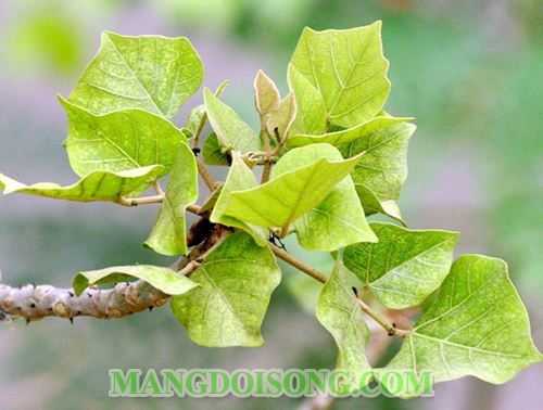 CÁCH LÀM NEM CHUA THỊT HEO NGON CHO NGÀY TẾT NGUYÊN ĐÁN THEO CÔNG THỨC GIA TRUYỀN 2