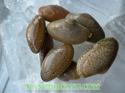 CÁCH LÀM SÒ LỤA NƯỚNG MỠ HÀNH THƠM NGON BẮT MẮT CHO BỮA TIỆC 1