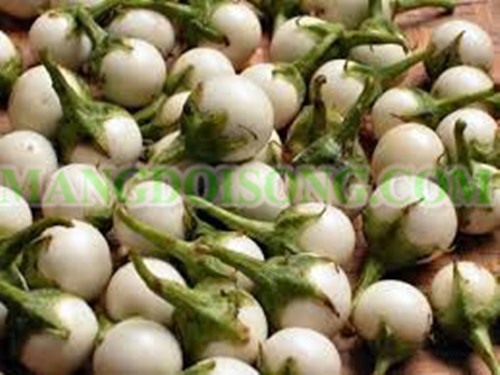 CÁCH MUỐI CÀ PHÁO TRẮNG GIÒN TAN KHÔNG BỊ THÂM ĐEN 1