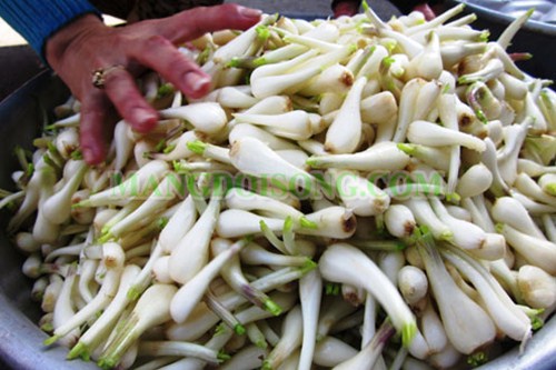 CÁCH MUỐI CỦ KIỆU TRẮNG GIÒN CHUA NGỌT CHO MÙA TẾT 2