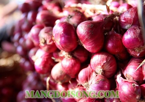 CÁCH MUỐI DƯA HÀNH THƠM NGON GIÒN TRẮNG CHO TẾT NGUYÊN ĐÁN 1