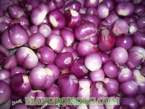 CÁCH MUỐI DƯA HÀNH THƠM NGON GIÒN TRẮNG CHO TẾT NGUYÊN ĐÁN 2