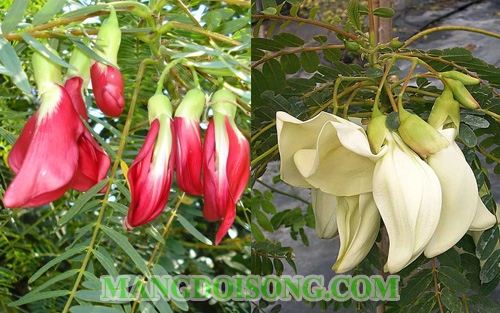 CÁCH NẤU CANH CHUA BÔNG SO ĐŨA CHAY NGON MÁT CHO NGÀY RẰM 1