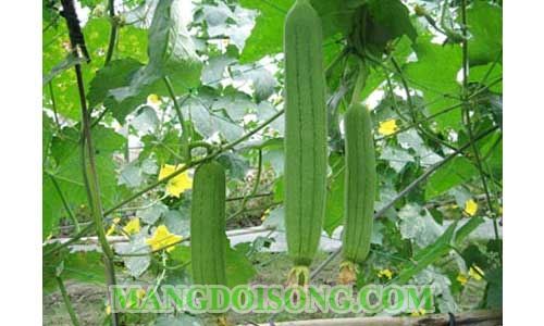 CÁCH NẤU CANH MƯỚP NẤM NGON MÁT CHO BỮA CƠM ĐẦU XUÂN 1