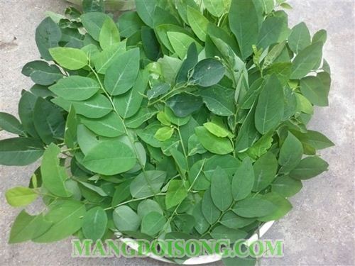 CÁCH NẤU CANH RAU NGÓT THỊT BẰM NGỌT NGON TỐT CHO HỆ TIÊU HÓA 1