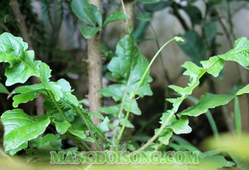 CÁCH PHA CHẾ TRÀ THANH NHIỆT GIẢI ĐỘC GAN TRONG DỊP TẾT BẰNG NHỮNG VỊ THUỐC DỄ TÌM 3