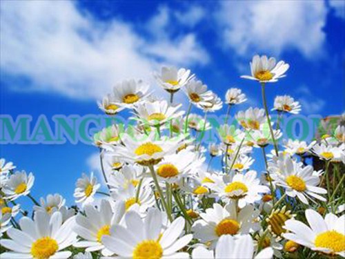 CÁCH PHA TRÀ HOA CÚC MẬT ONG THƠM NGON ẤM ÁP CHO MÙA ĐÔNG 1