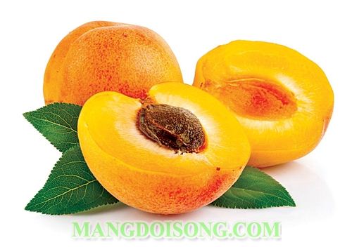 CÁCH PHA TRÀ MƠ THƠM NGON GIẢI CẢM HO CHO MÙA ĐÔNG 1