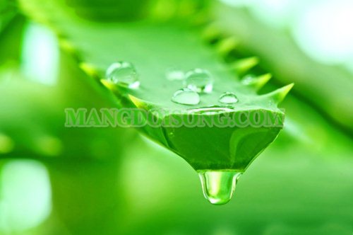 TÁC DỤNG LÀM ĐẸP DA CỦA NHA ĐAM - LÔ HỘI 1