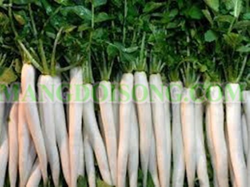 ĐẸP DA VỚI CỦ CẢI TRẮNG