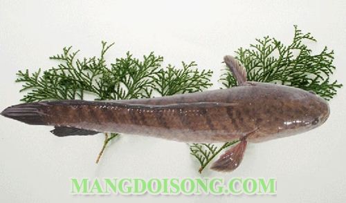 HƯỚNG DẪN CÁCH NẤU CHÁO CÁ LÓC NGON NGỌT CHO NGÀY NGHỈ CUỐI TUẦN 1