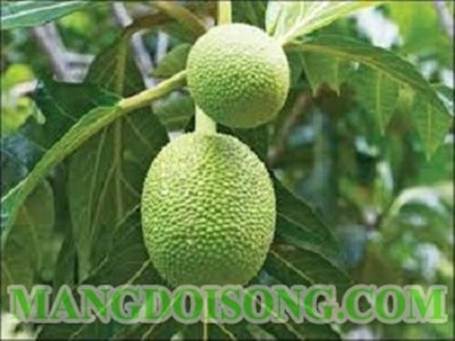 HƯỚNG DẪN LÀ MÓN XA KÊ TẨM BỘT CHIÊN GIÒN ĐƠN GIẢN MÀ NGON 1