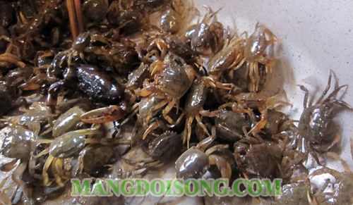 HƯỚNG DẪN LÀM MÓN CUA ĐỒNG RANG MUỐI ỚT NGON NGẤT NGÂY NHẬU MÊ SAY 1